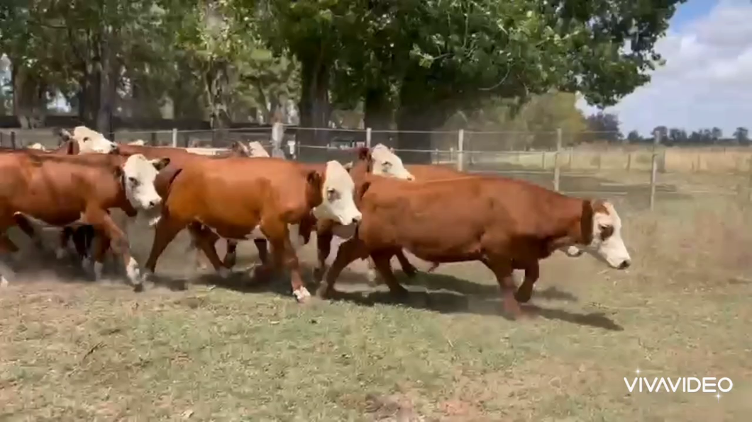 Lote 58 Novillitos