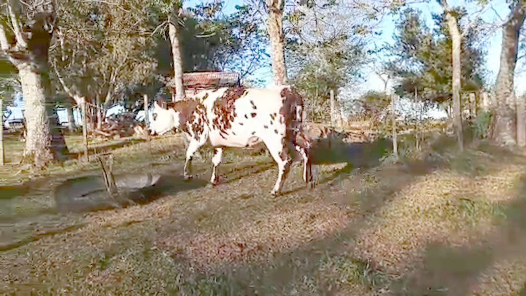 Lote Vacas de Invernada NORMANDO a remate en REMATE POR PANTALLA 430kg - , San José