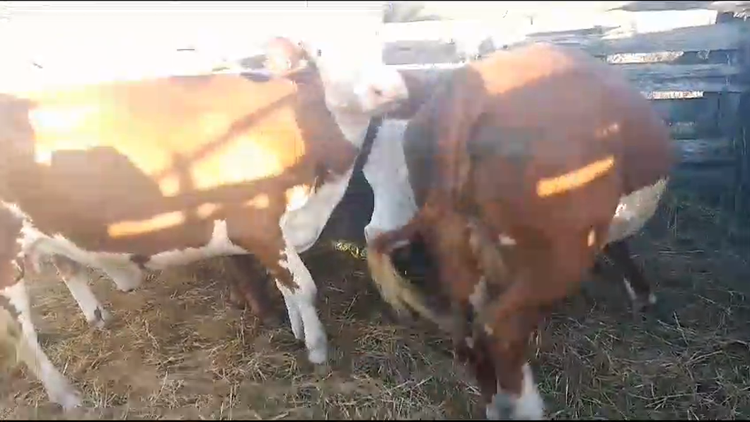 Lote 4 Vacas de Invernada Hereford a remate en Ultima Pantalla del Año - Escritorio Camy en Bañado