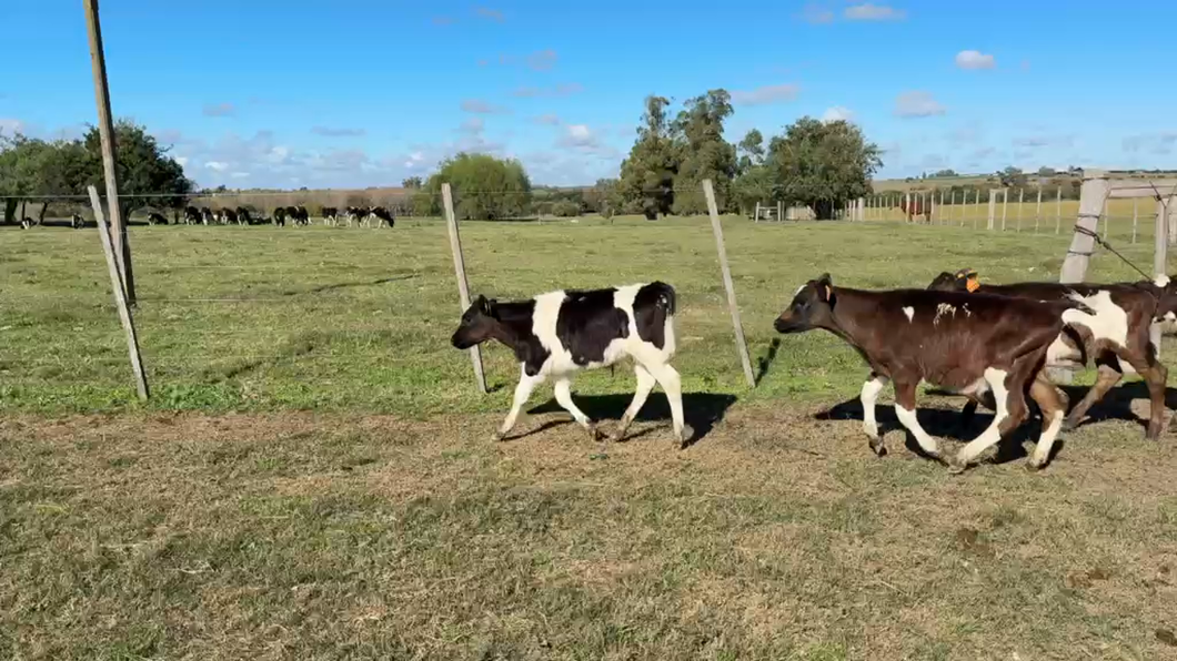 Lote TERNEROS