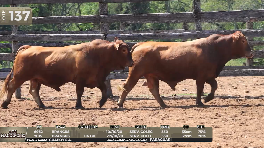 Lote LOTE 137