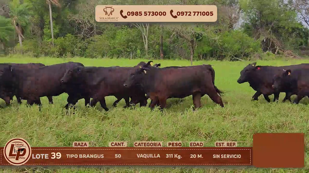 Lote VAQUILLAS