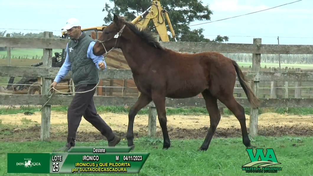 Lote IRONICO