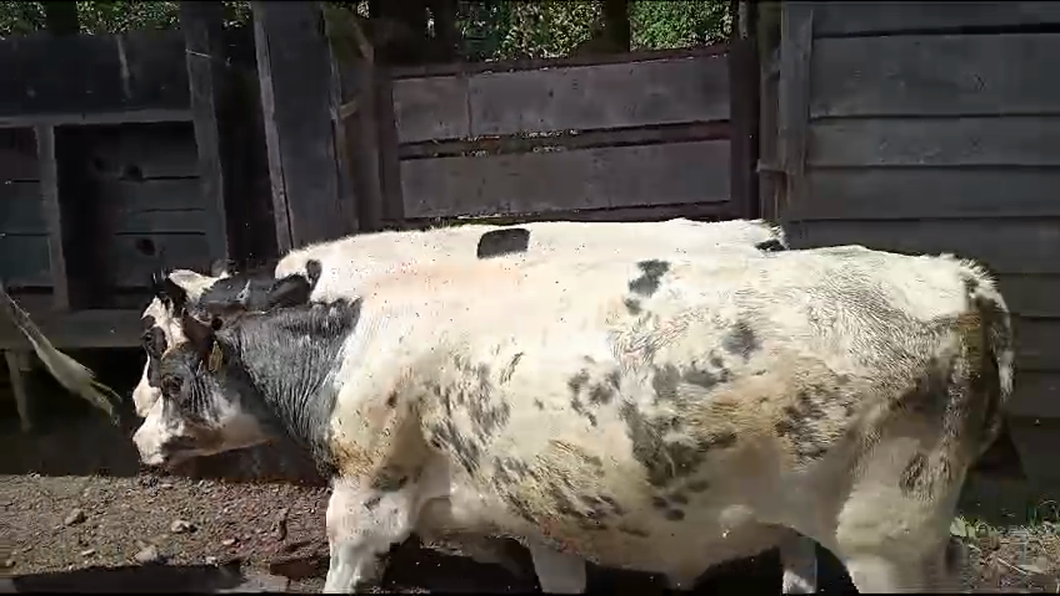 Lote 11 Novillo Engorda en Mariquina, XIV  Región Los Ríos
