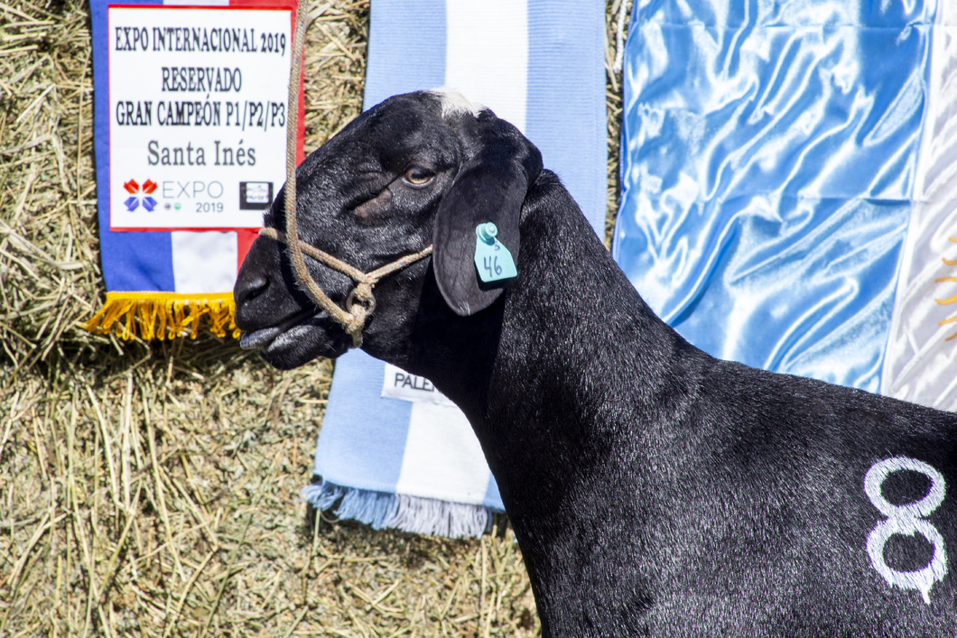 Lote SANTA INES P.P.