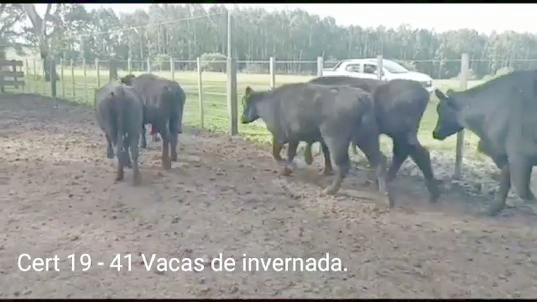 Lote (Vendido)41 Vacas de Invernada 37 ANGUS -  4AA/ BR a remate en PANTALLA COCO MORALES 350kg -  en PARAJE RINCON DE PEREZ, RUTA 26 KM 80, A 96 KM DE  PAYSANDU Y A 165KM DE TACUAREMBÓ.
