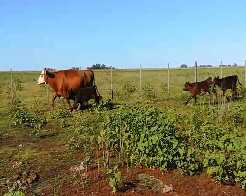 Lote 5 Vacas Paridas en Rauch, Buenos Aires