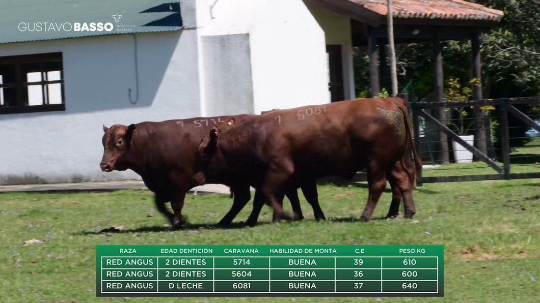 Lote 3 Toros a remate en Remate Cabaña San Jose, Cerro Largo