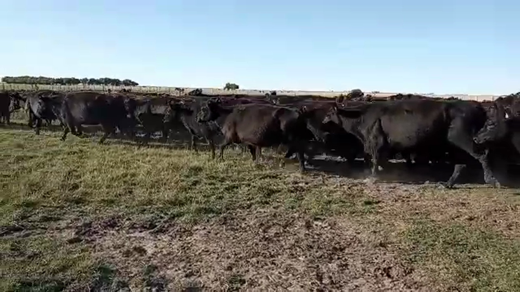 Lote 63 Vacas nuevas C/ gtia de preñez en De la Garma, Buenos Aires