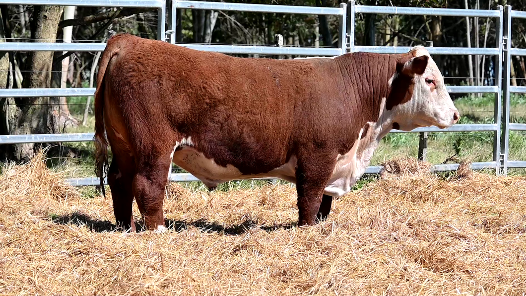 Lote 3 Toros POLLED HEREFORD a remate en Los Novilleros, Montevideo