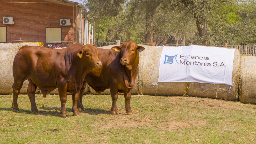 Lote Toros