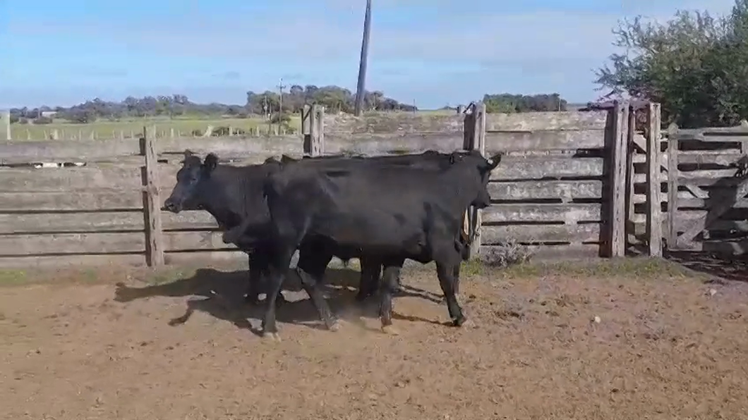 Lote 3 Novillos 1 a 2 años ANGUS a remate en #42 Pantalla Carmelo  360kg -  en VIBORAS Y VACAS