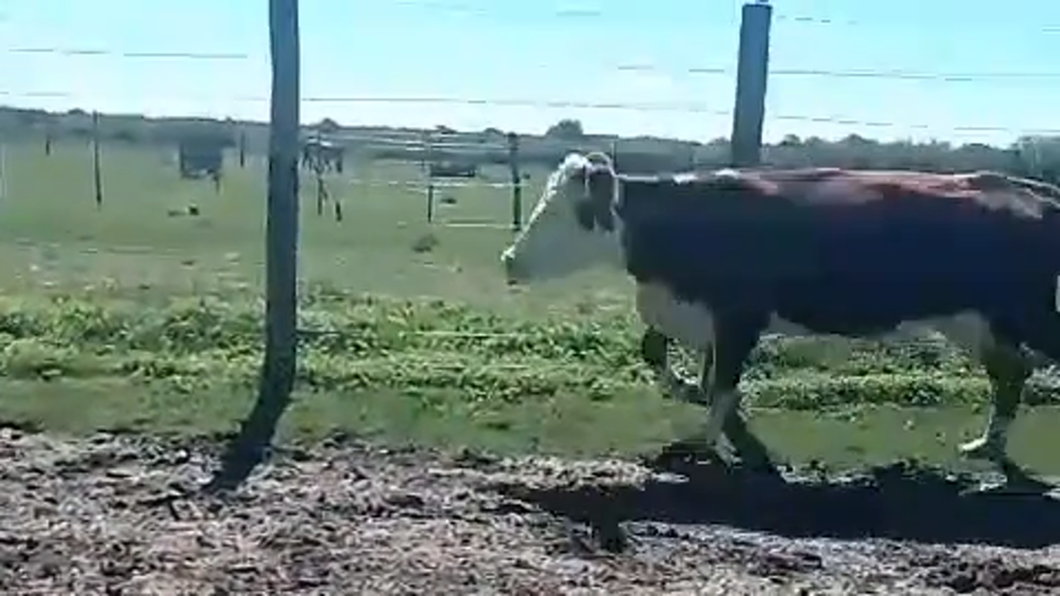 Lote 5 Vaquillas y vacas para invernar en Corrientes, Perugorría