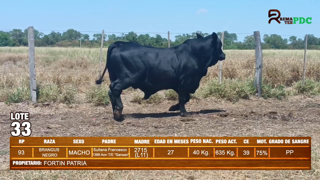 Lote TORO BRANGUS NEGRO - FORTIN PATRIA