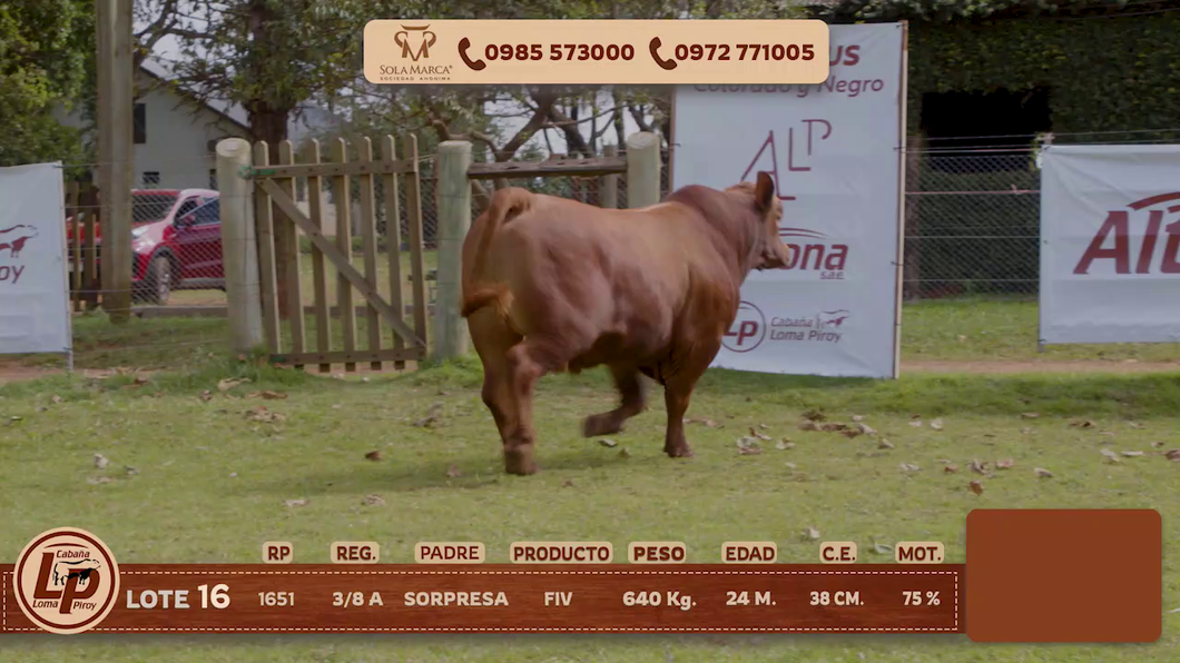 Lote MACHO