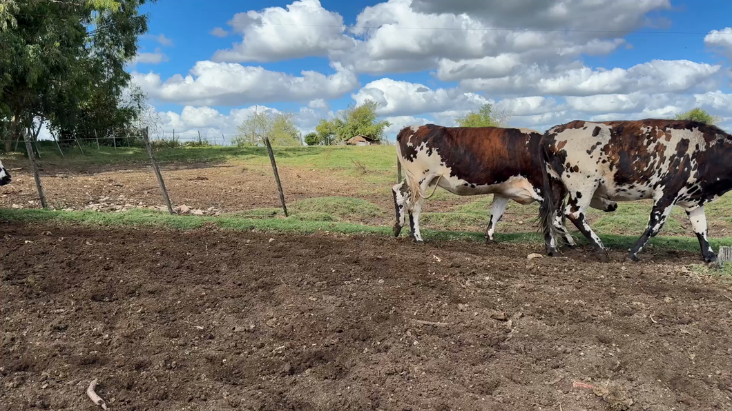 Lote VACAS DE INVERNADA