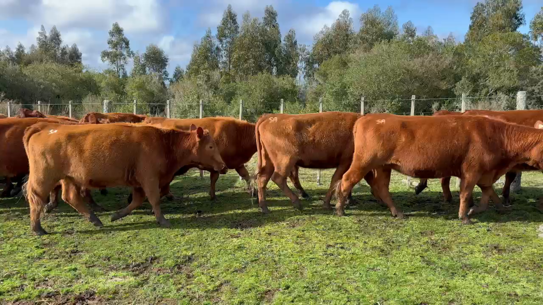 Lote 49 Vientres Entorados SA en Sierras de Garzón Maldonado