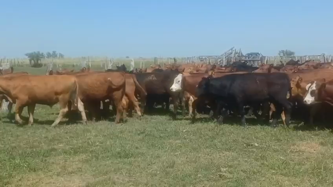 Lote 90 Novillitos