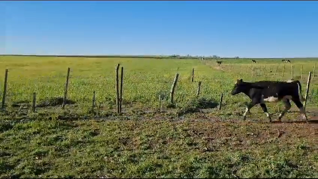 Lote 9 Terneras HOLANDO a remate en 9° Entre Martillos 200kg -  en COLONIA AMERICA