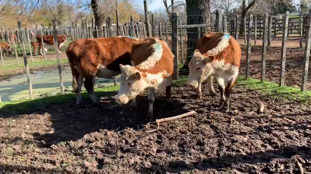 Lote 3 Vacas de Invernada en Melo, Cerro Largo