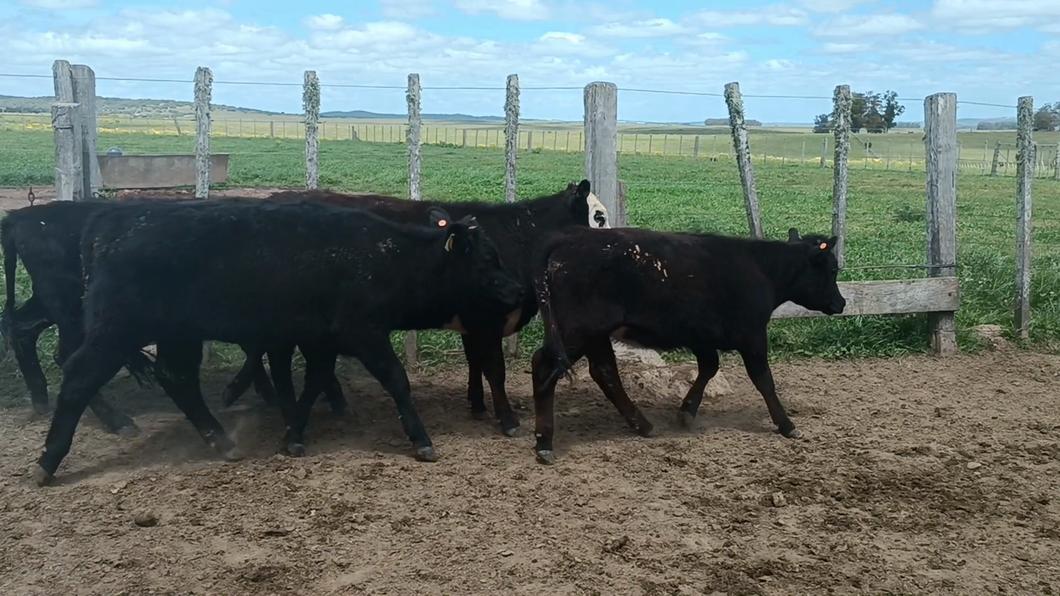 Lote 35 Terneras en El Alferez , Rocha