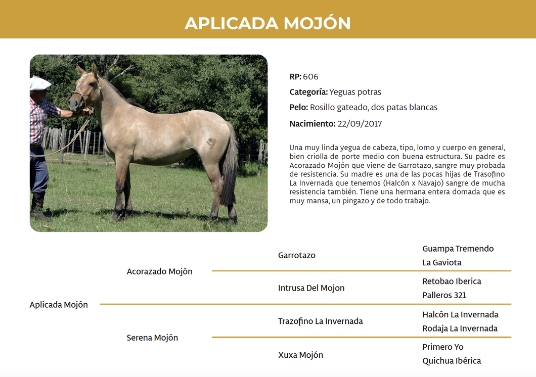 Lote Aplicada Mojón (RP 606)