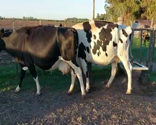 Lote (Vendido)6 Vacas de Invernada HOLANDO a remate en Pantalla Camy - Febrero 2022 480kg - , San José