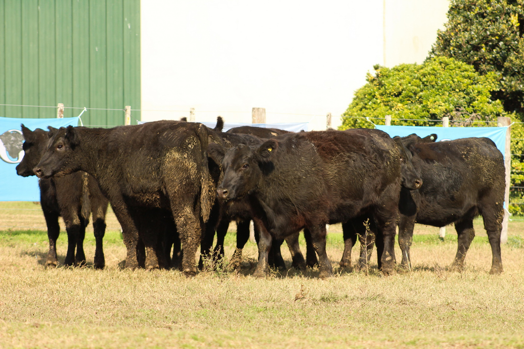 Lote CABAÑA COEMBOTÁ: 9 VAQUILLAS GENERALES PREÑADAS