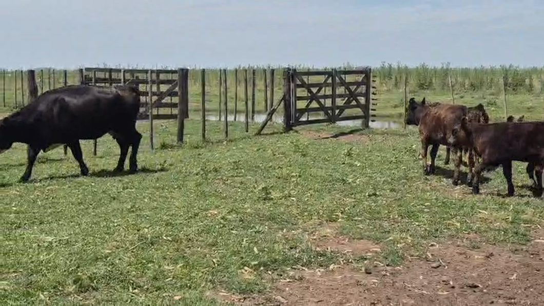 Lote 34 AL CTE USADAS