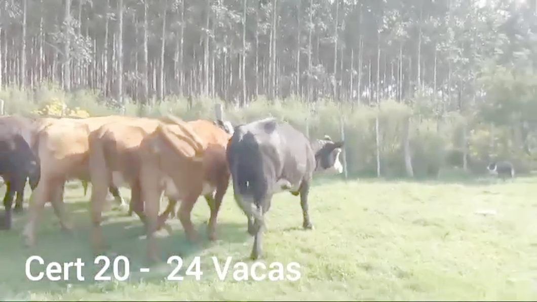 Lote 24 VACAS