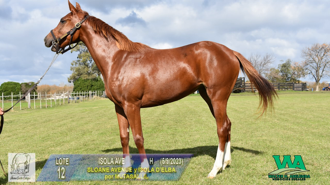 Lote ISOLA AVE