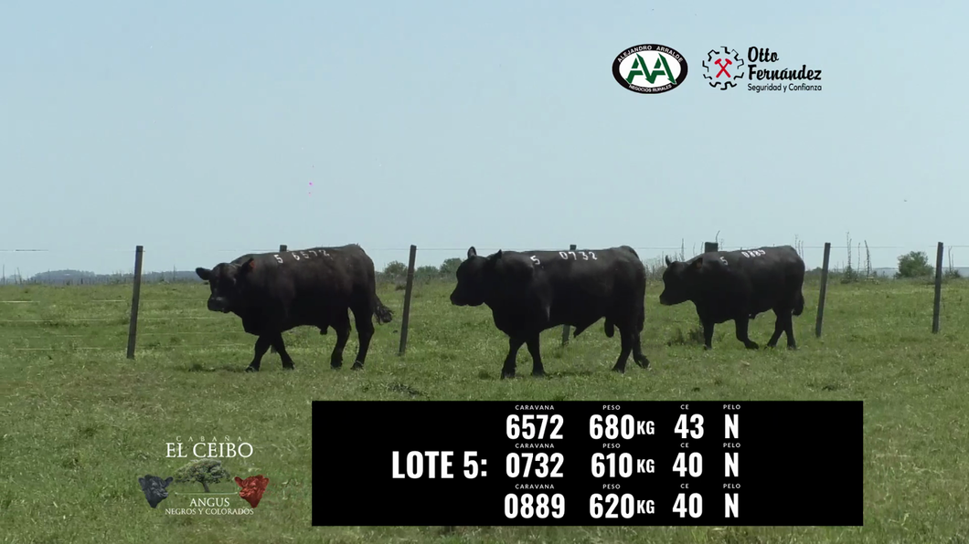 Lote 3 Toros a remate en El Ceibo - Angus, Artigas