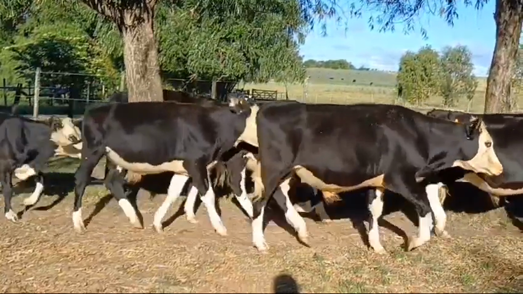 Lote 7 Novillos 1 a 2 años HEREFORD/ HOLANDO a remate en #42 Pantalla Carmelo  270kg -  en PUNTAS DEL SAN SALVADOR