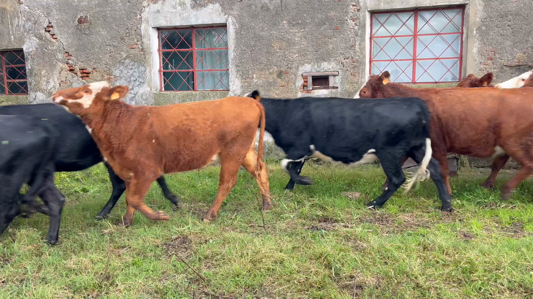 Lote VAQUILLONAS 1 a 2 AÑOS