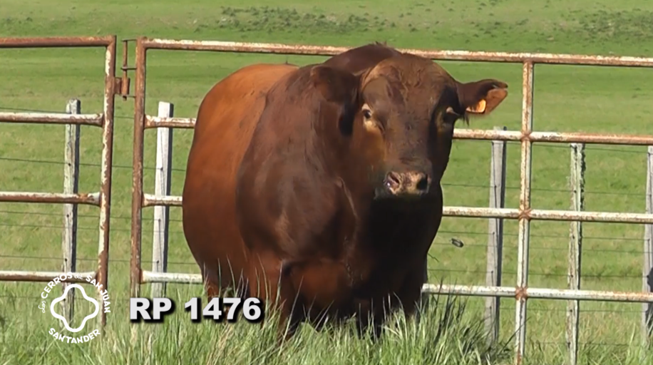 Lote 2 Toros Red Angus a remate en Los Cerros de San Juan - Santander, Artigas