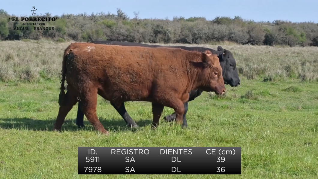 Lote 3 Toros Angus SA a remate en El Pobrecito, Durazno