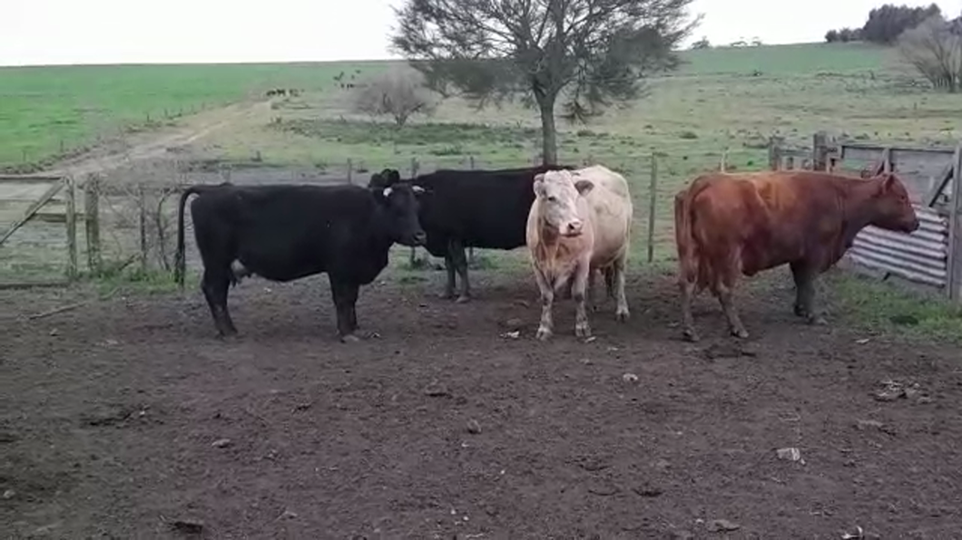 Lote (Vendido)4 Vacas de Invernada ANGUS/ NORMANDO a remate en PANTALLA FEDERICO GARLAND 500kg -  en CUFRE