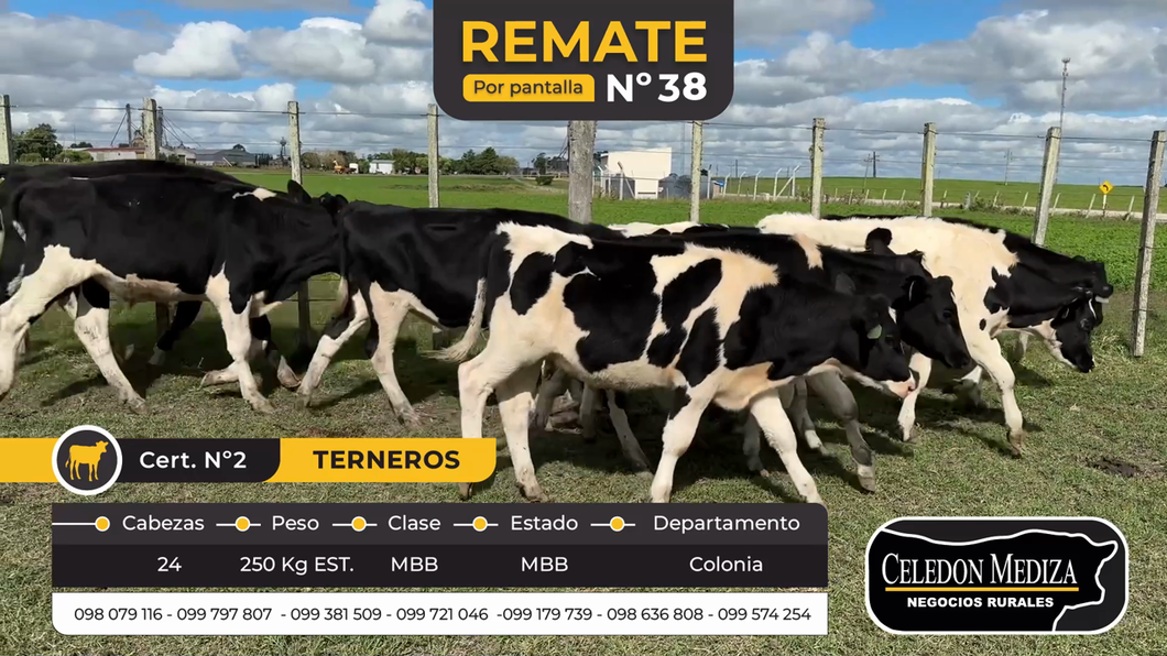 Lote 24 Terneros en Palo Solo , Colonia