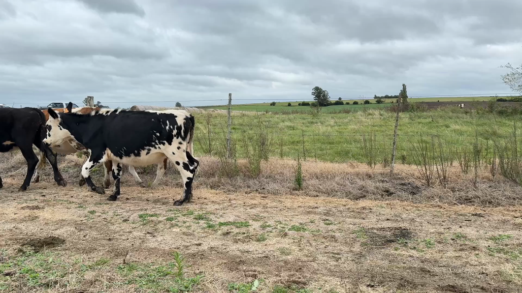 Lote VAQUILLONAS 1 a 2 AÑOS