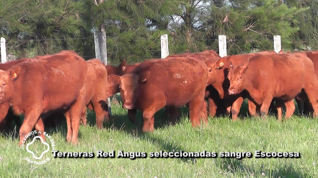 Lote 20 Terneras Red Angus a remate en Los Cerros de San Juan - Santander, Artigas