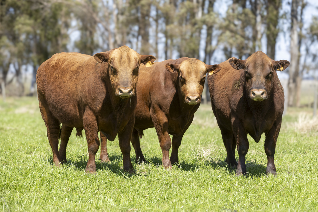 Lote Lote 13 - toros Sa 3 Años