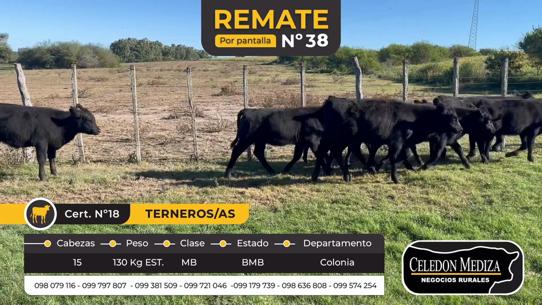 Lote 15 Terneros y Terneras en Carmelo, Colonia