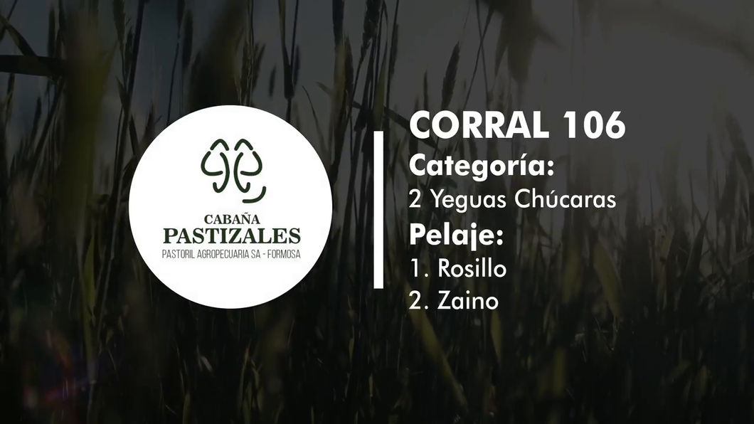 Lote YEGUA