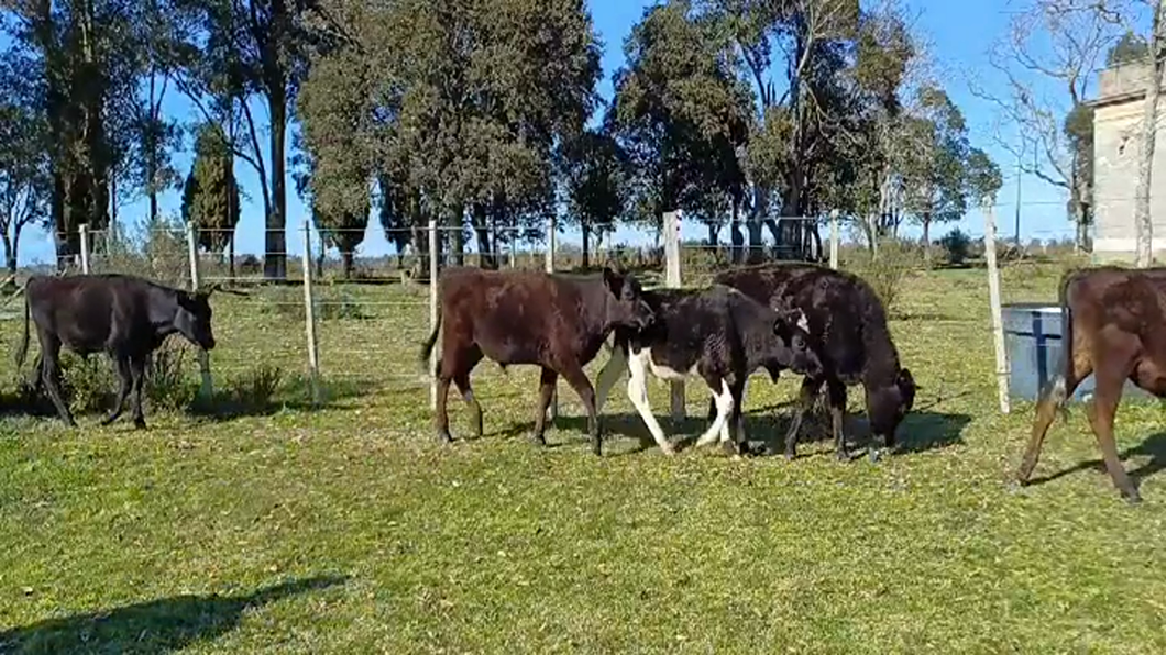 Lote 14 Terneros y Terneras 6 KIWI - 3 HOLANDO - 3 HO/ AA - 1 HO/ RA - 1 NORMANDO a remate en #48 Pantalla Carmelo 150kg -  en MONZON