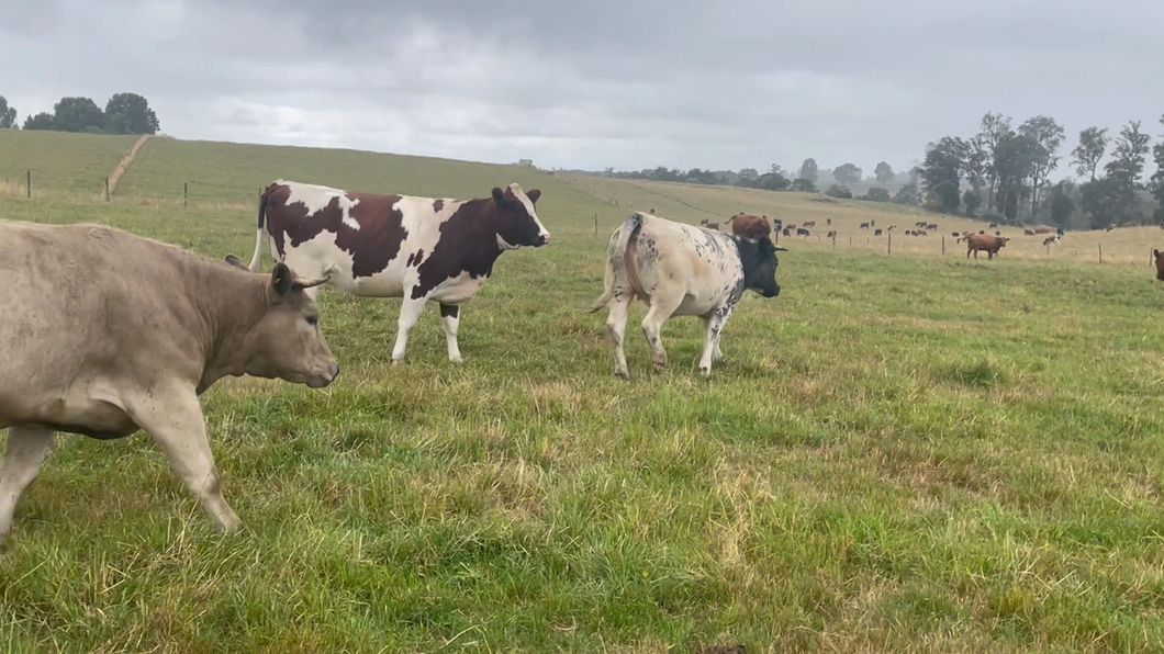 Lote 45 Vaquilla Gorda en Puerto Varas, X Región Los Lagos