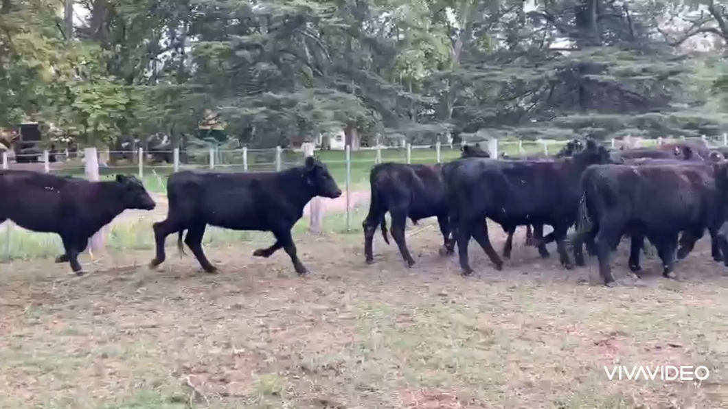 Lote 40 Novillitos