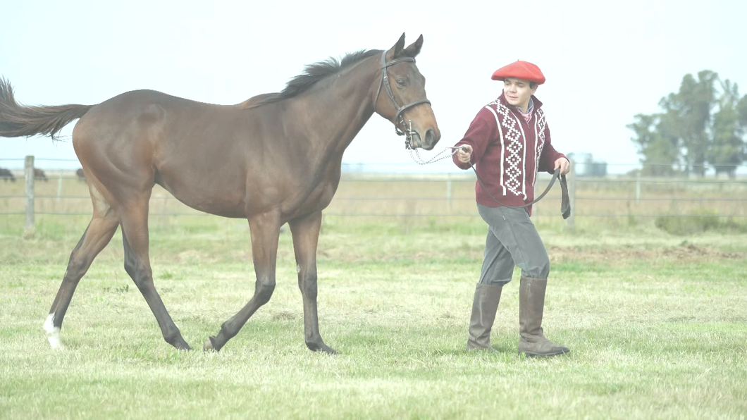 Lote READY CURIOSO (CURIOSO JOHAN -  READY CHUCK  por CHUCK BERRY)