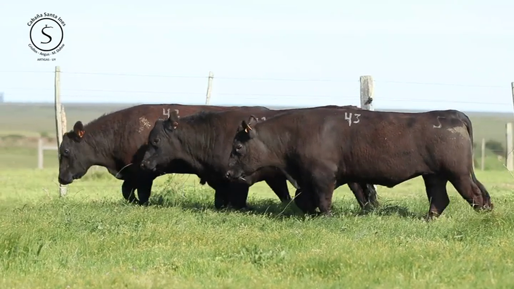 Lote 3 Toros a remate en Santa Ines, Artigas