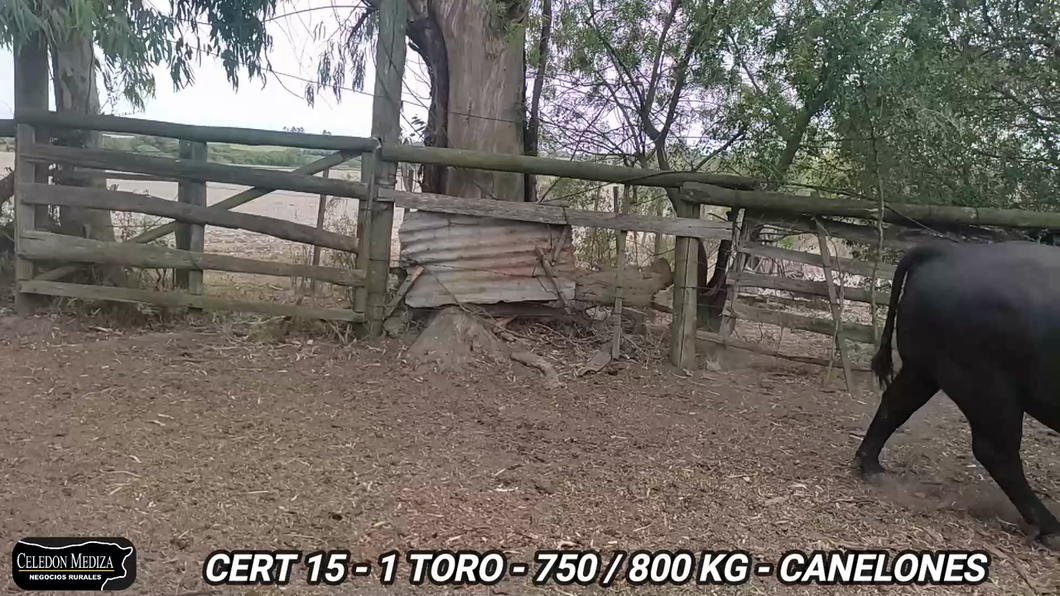 Lote 1 Toros en Canelones