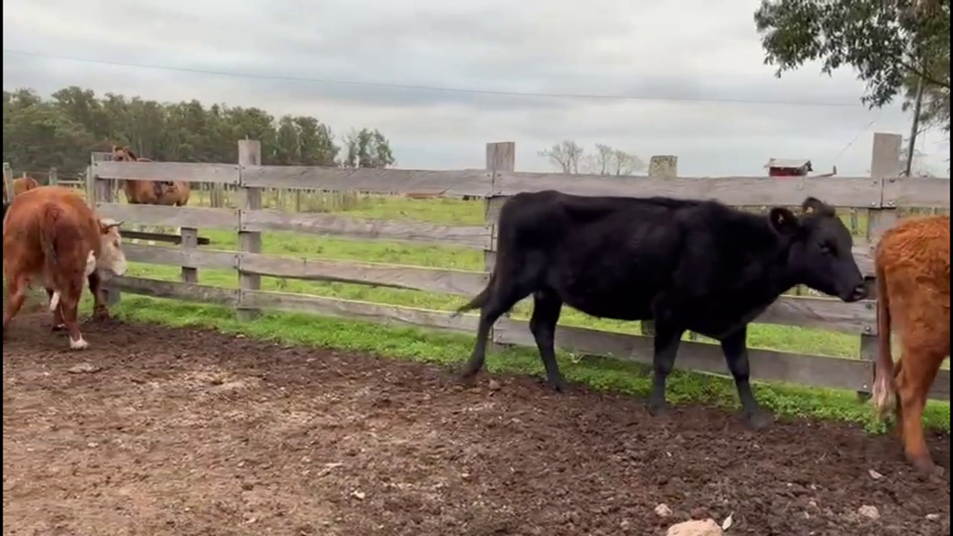 Lote VACAS DE INVERNADA